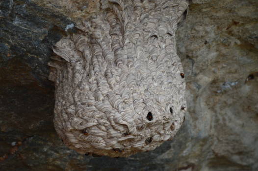 Sigiriya - Killer bees!