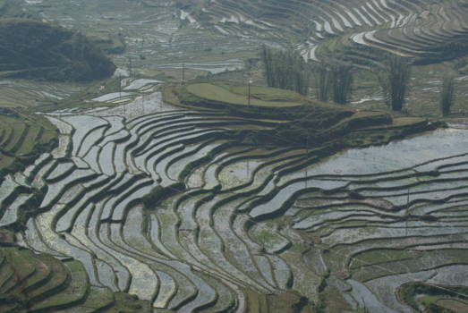 Sapa - rijstvelden Sapa