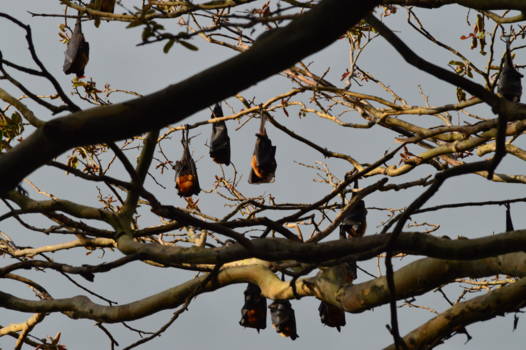 Kandy - Vliegende Honden in Rustmodus