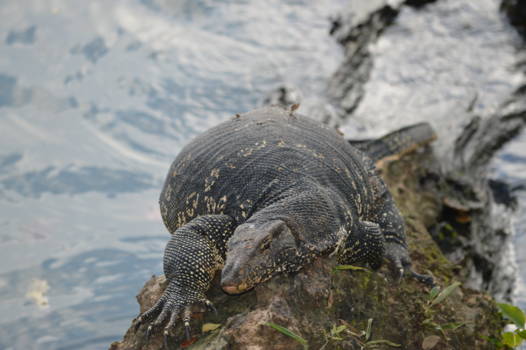 Kandy - Zonnende Watervaraan