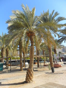 Eilat