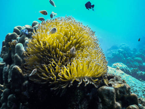 Koh Tao