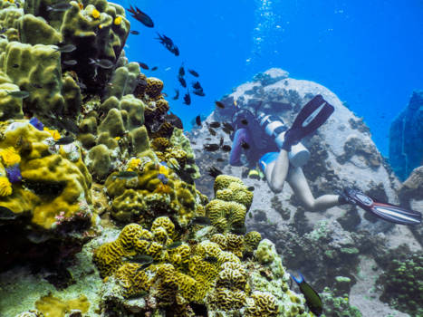 Koh Tao - Prachtige riffen