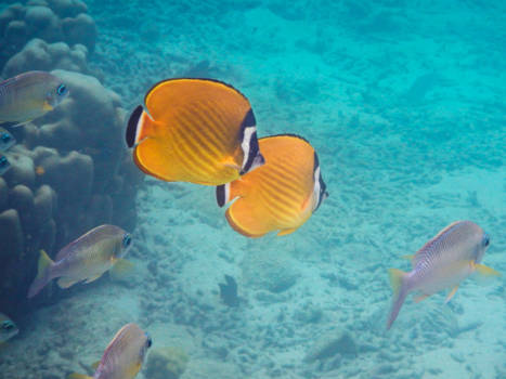 Koh Tao - Butterfly fish enkele meters van het strand