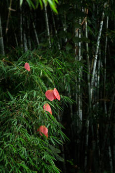 Khao Sok National Park