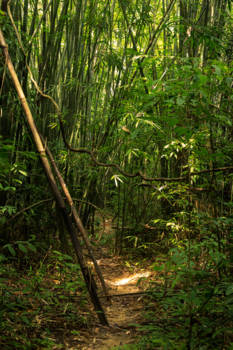 Khao Sok National Park