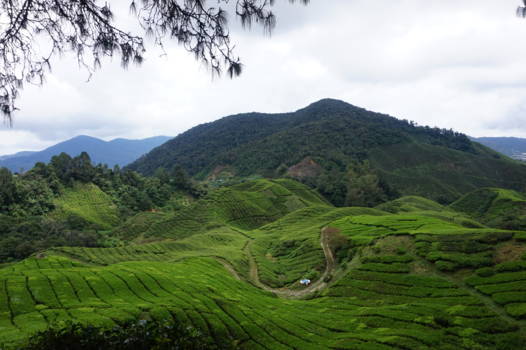 Cameron Highlands