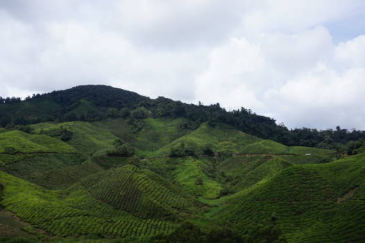 Cameron Highlands