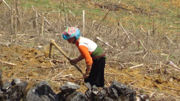 Sapa - vrouw die het land bewerkt