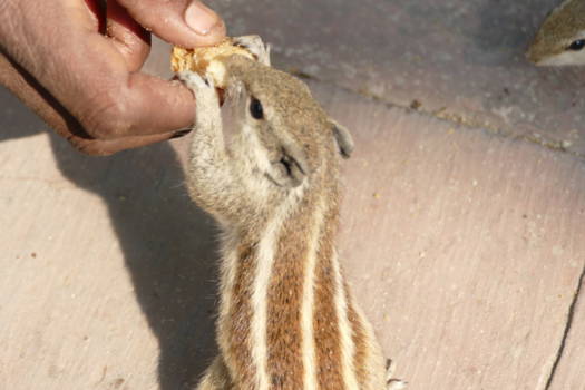 Taj Mahal - Eekhoorntje, hier gilaharee genoemd