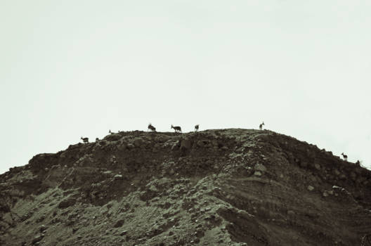 Dode Zee (Israël) - Wildlife in Ein Gedi