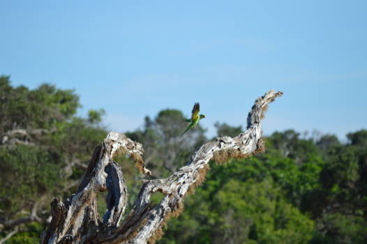 Yala National Park - Yala National Park papegaai