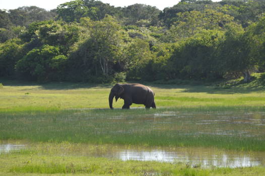 Yala National Park - Mannetjesolifant in Yala National Park