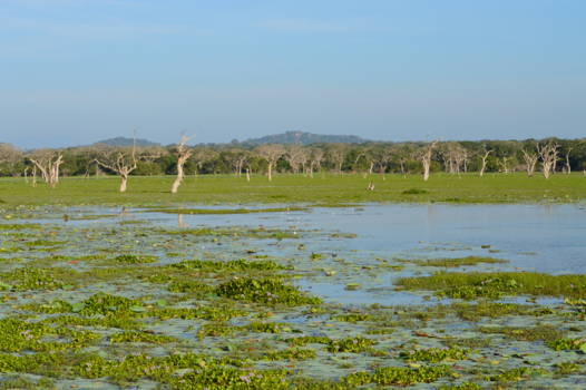 Yala National Park - Landschap Yala National Park