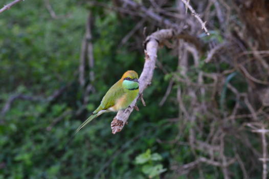 Yala National Park - Vogeltje Yala National Park
