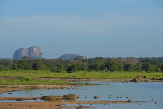 Yala National Park - Landschap met op de achtergrond "Elephant Rock"