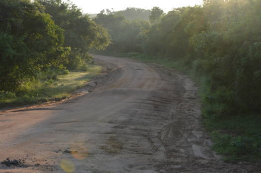 Yala National Park - Één van de vele wegen in Yala National Park