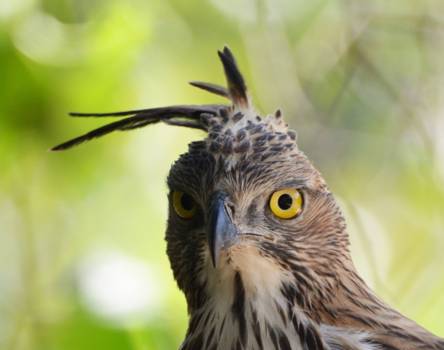 Wilpattu National Park - Hawk