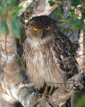 Wilpattu National Park - Owl