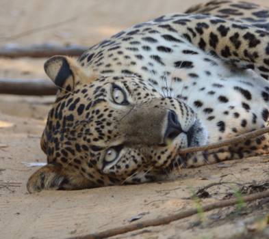 Wilpattu National Park - Leopard