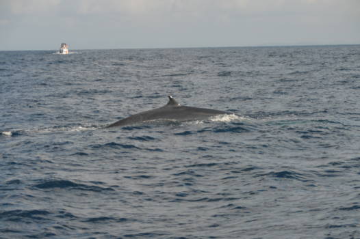Mirissa - Walvis in de zee bij Mirissa