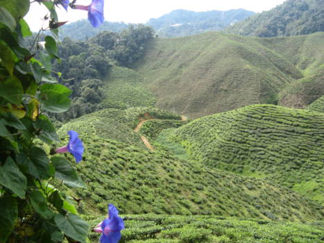 Kuala Lumpur - Cameron Highlands