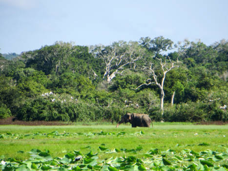 Yala National Park