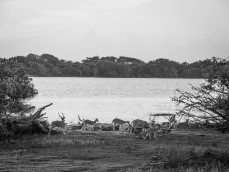 Yala National Park