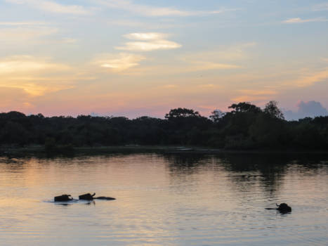 Yala National Park