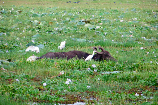 Yala National Park