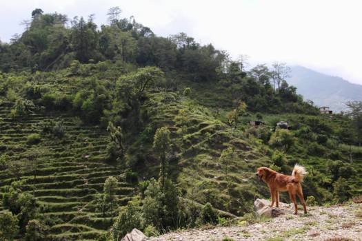 Annapurna Trail Trek