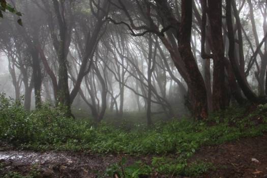 Annapurna Trail Trek