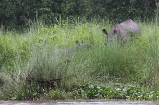 Nepal - Chitwan National Park