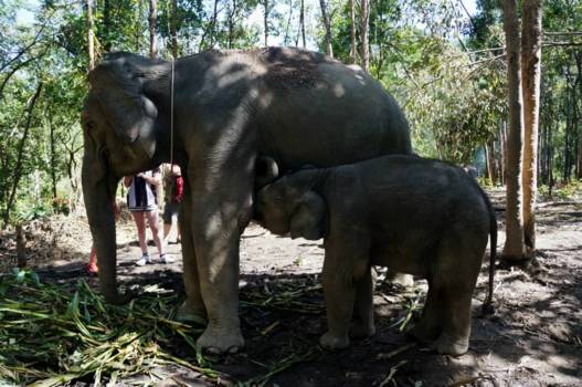 Chiang Mai - Olifanten opvangkamp