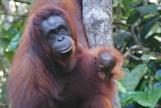 Kuching - Orang-utans in Semenggoh Wildlife Sanctuary