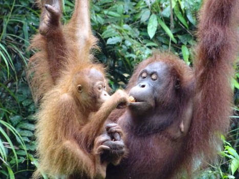 Sepilok - Knus ontbijtje