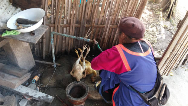 Thailand - Thailand Lisu Lodge - kippen plukken