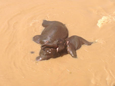 Sri Lanka - Smiling elephant