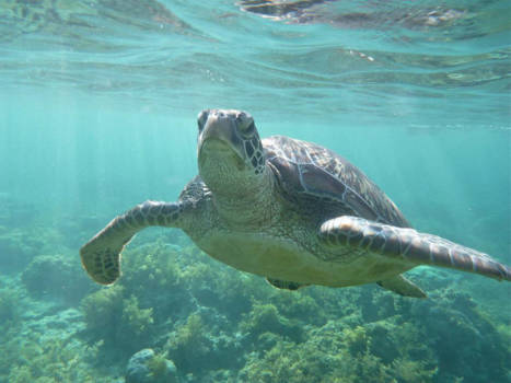 Filipijnen - Turtles @ Apo Island