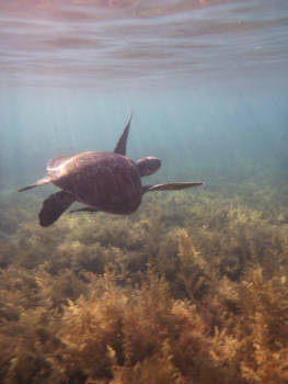 Filipijnen - Turtle @ Apo Island