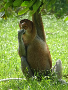 Bako National Park - Borneo Neusaap ook wel 'Orang Belanda' genoemd