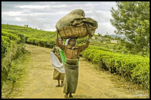 Sri Lanka - Going to work