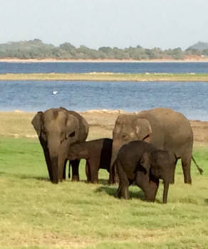Sri Lanka - Olifantenmoeders en hun kroost