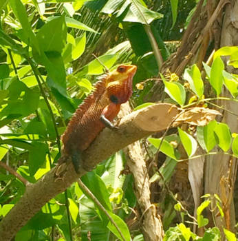 Sri Lanka - Op de uitkijk