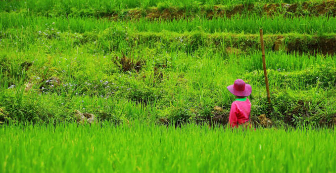Vietnam - Sapa ricefields