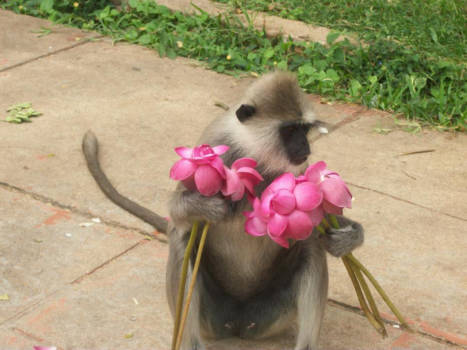 Sri Lanka - Voor mijn liefste