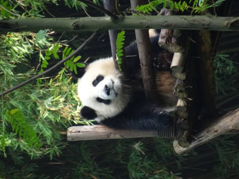 Chengdu - Een fantastische ontmoeting