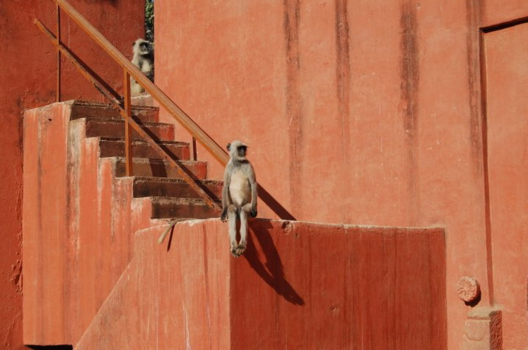 Ranthambore National Park - Monkeys watching tourists in Rajasthan India