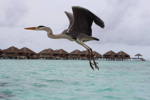 Malediven - De immer aanwezige reiger......