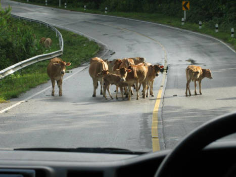 Thailand - Overstekend "wild"......